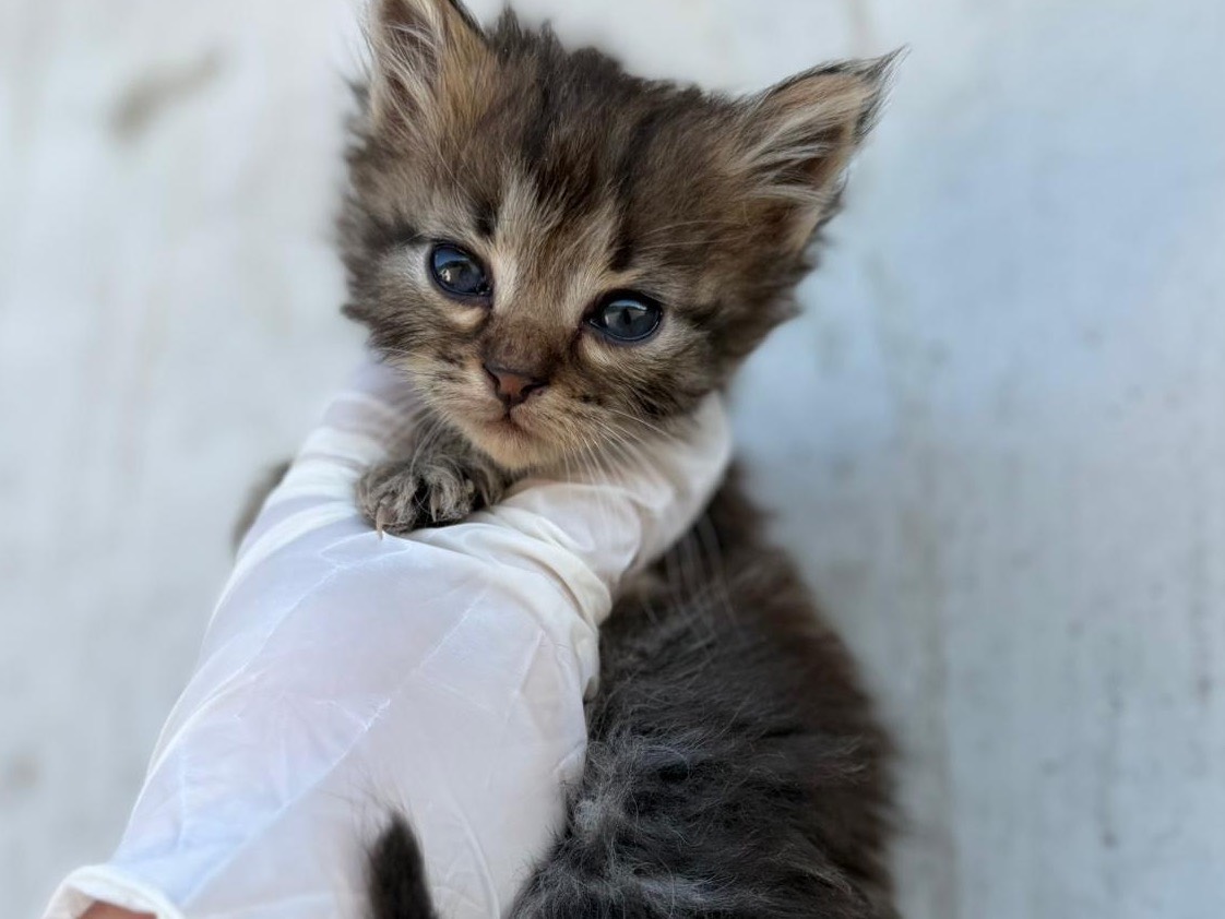 Adozione gatto, maschio, Razza sconosciuta Razza sconosciuta, 6 giorni, taglia non valida, Perugia