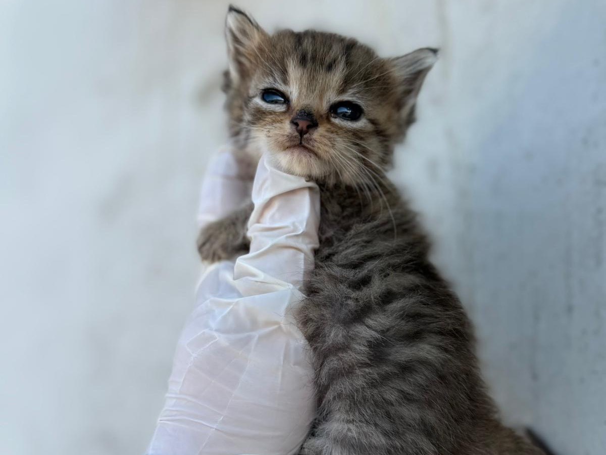 Adozione gatto, femmina, Razza sconosciuta Razza sconosciuta, 6 giorni, taglia non valida, Perugia