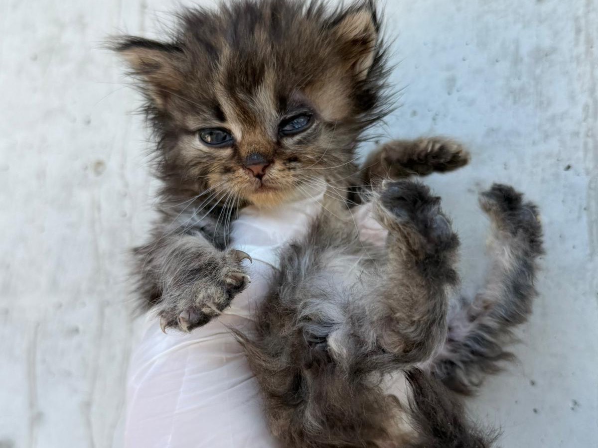 Adozione gatto, maschio, Razza sconosciuta Razza sconosciuta, 6 giorni, taglia non valida, Perugia