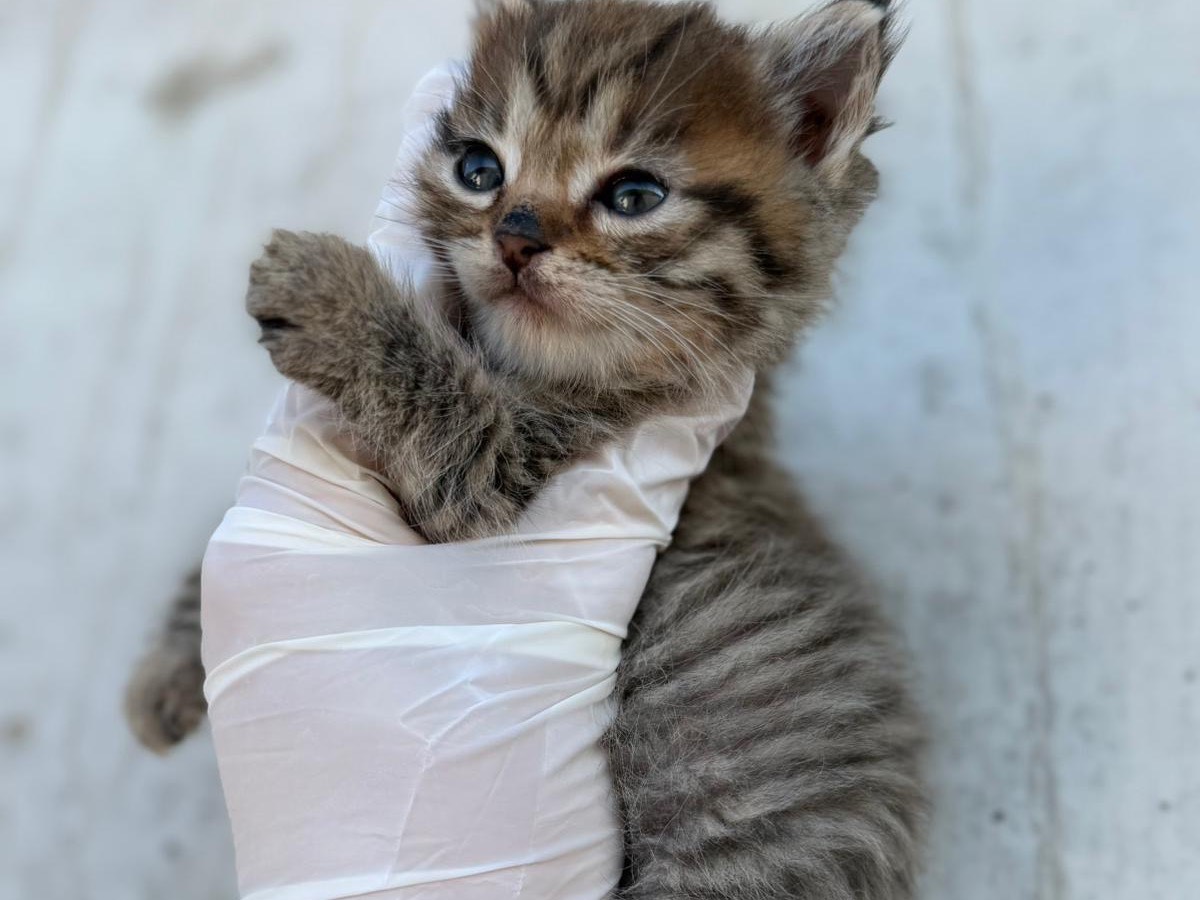 Adozione gatto, femmina, Razza sconosciuta Razza sconosciuta, Età non disponibile, taglia non valida, Perugia
