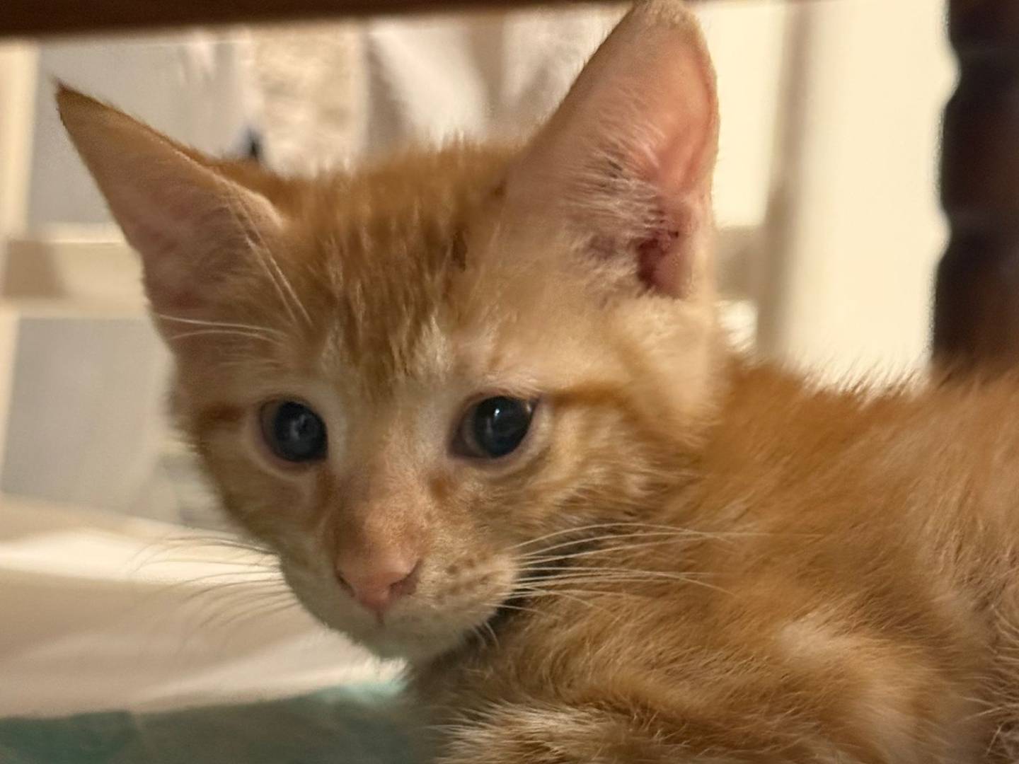 Vuoi adottare un gatto a Napoli?