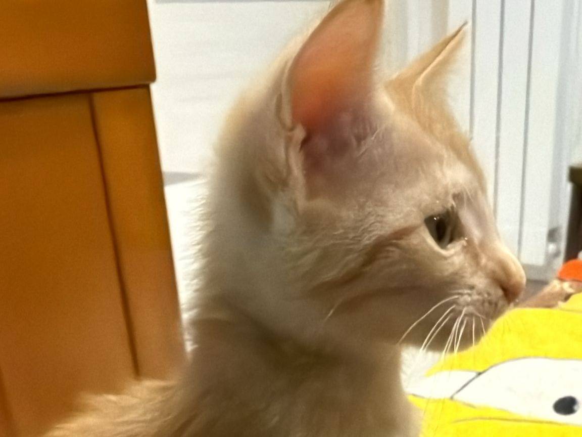 Vuoi adottare un gatto a Napoli?