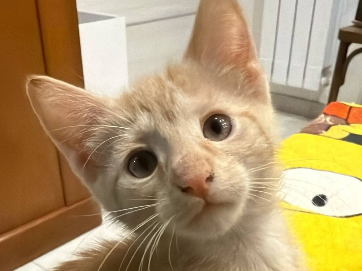 Adotta il gatto ARIEL  a Napoli