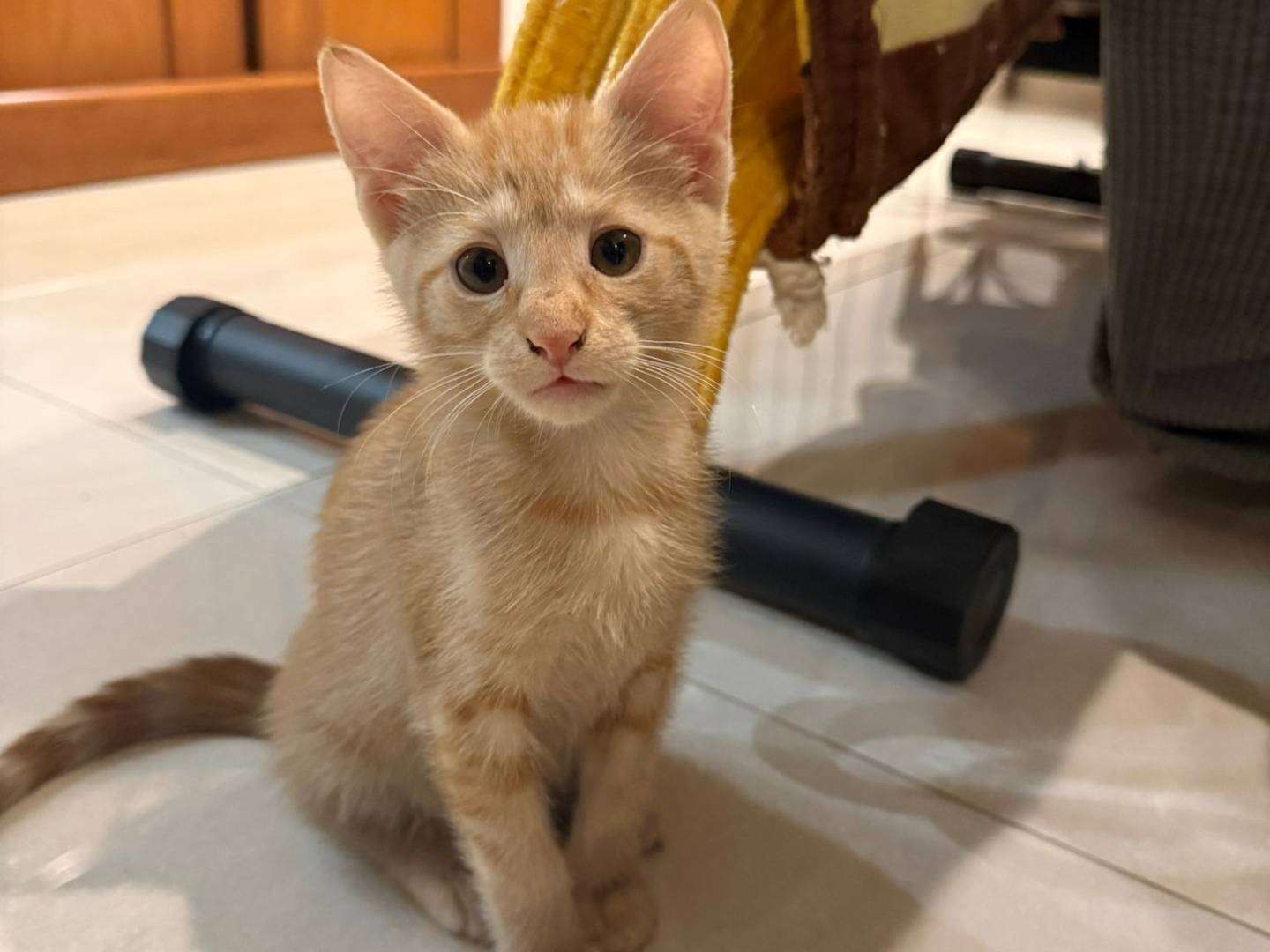 Adozione gatto, femmina, Razza sconosciuta Razza sconosciuta, 3 mesi, taglia non valida, Napoli