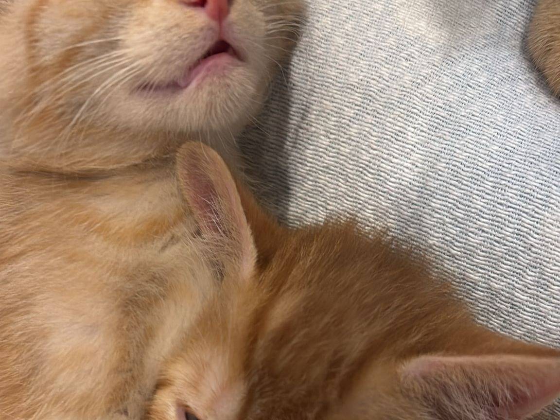 Adotta un gatto, taglia non valida, femmina, Napoli