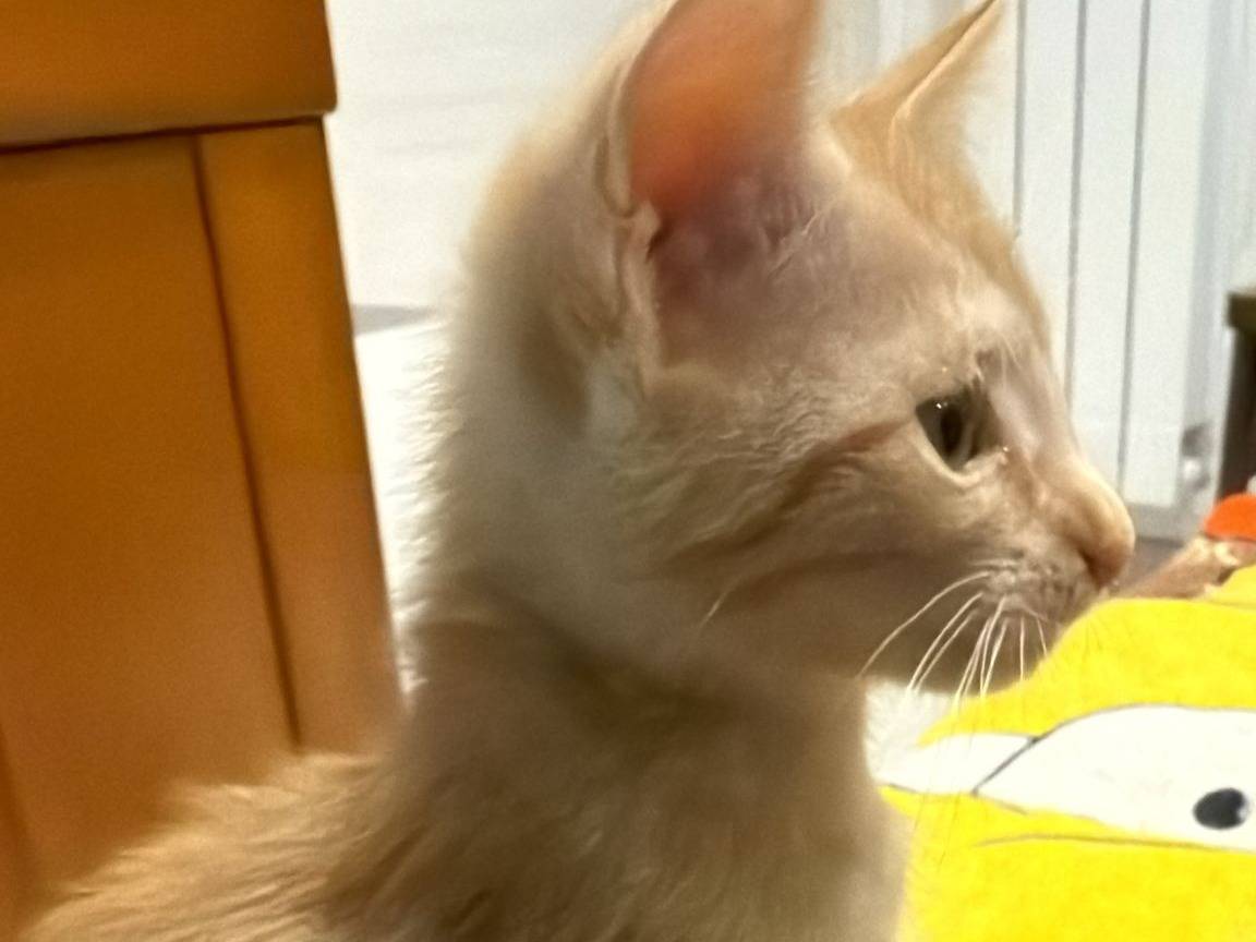 Vuoi adottare un gatto a Napoli?