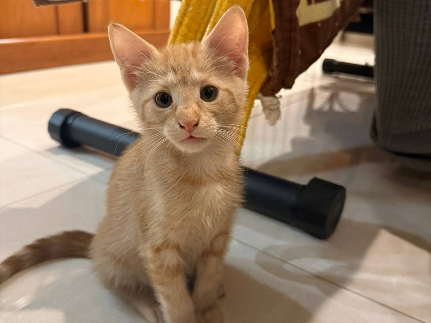 Adotta il gatto ARIEL E  MERIDA a Napoli