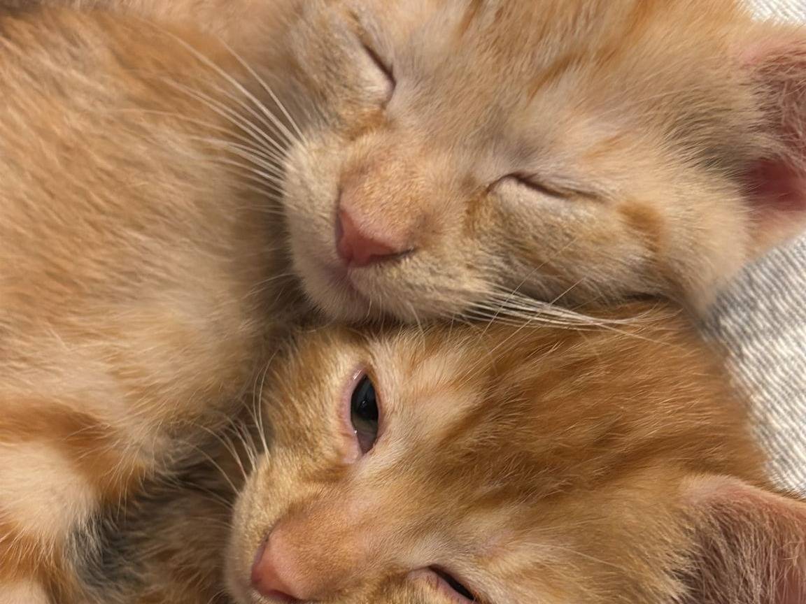 Adozione gatto, femmina, Razza sconosciuta Razza sconosciuta, 3 mesi, taglia non valida, Napoli