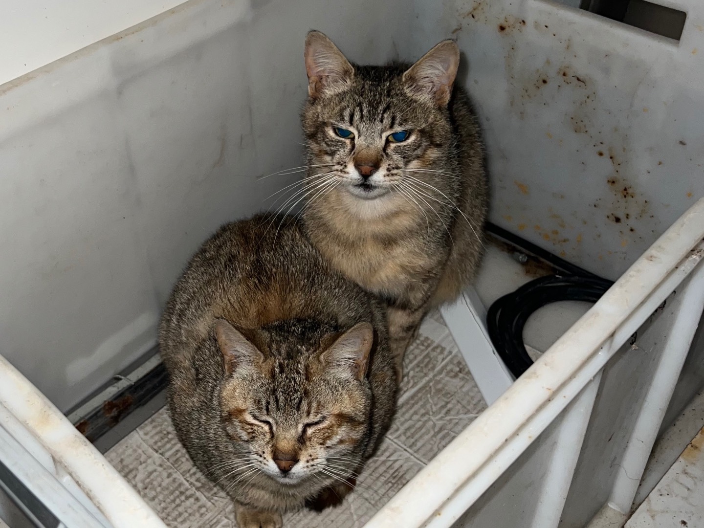 Adotta un gatto, femmina, 8 mesi, Napoli