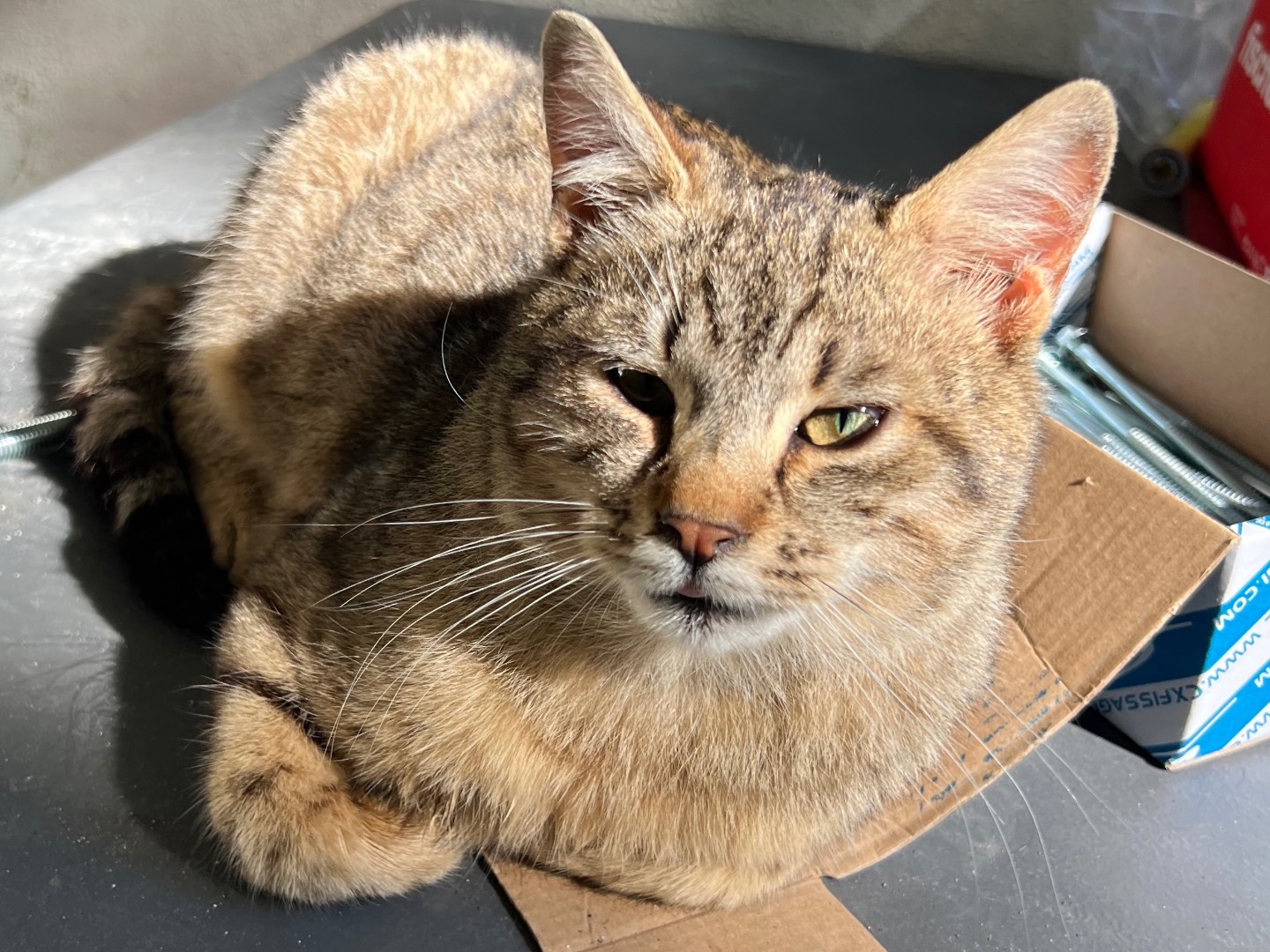 Adotta un gatto, taglia non valida, femmina, Napoli