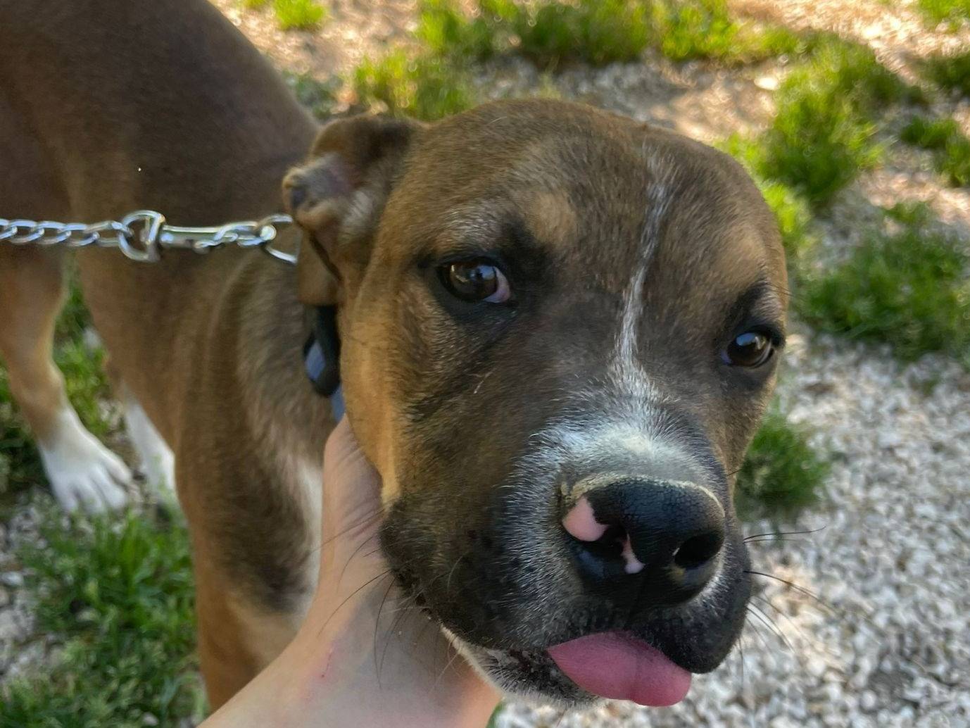 Adozione cane, maschio, Pitbull Razza sconosciuta, 6 mesi, taglia media, Frosinone