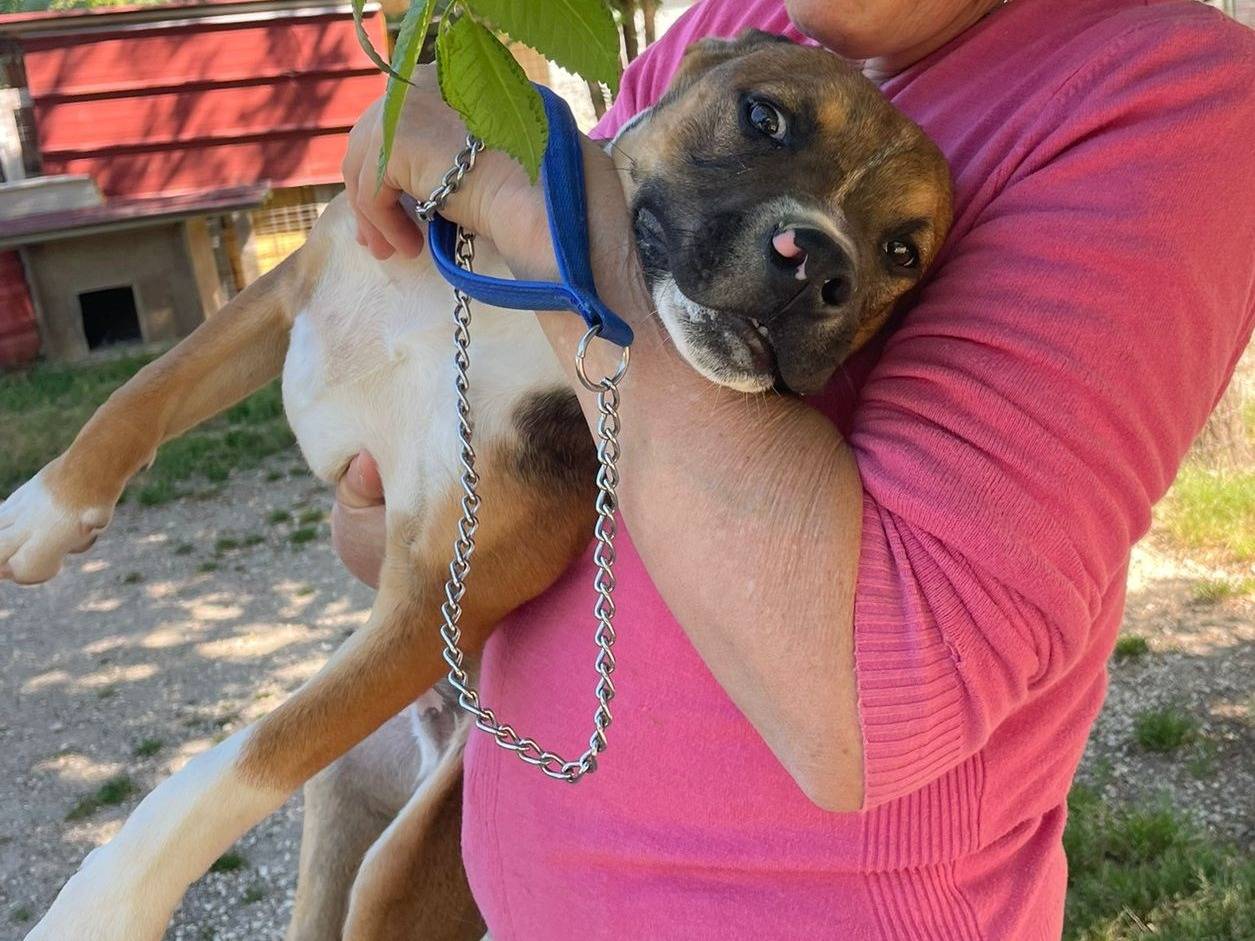 Adotta il cane CIOCCOLATO a Frosinone