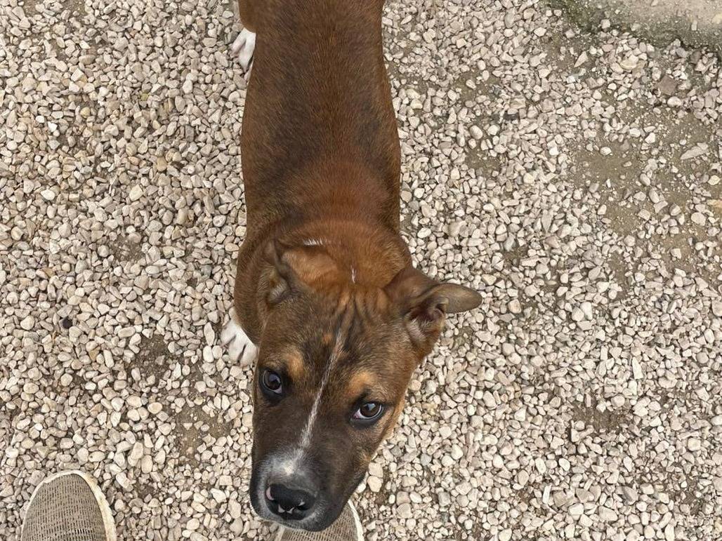Adotta un cane, taglia media, maschio, Frosinone