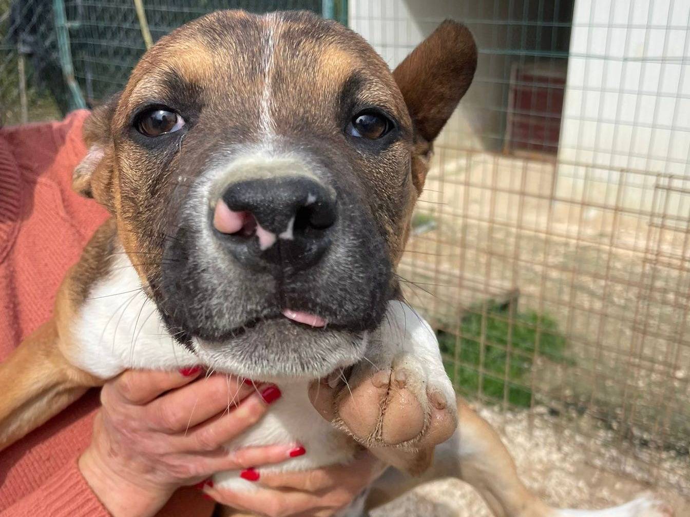 Vuoi adottare un cane a Frosinone?