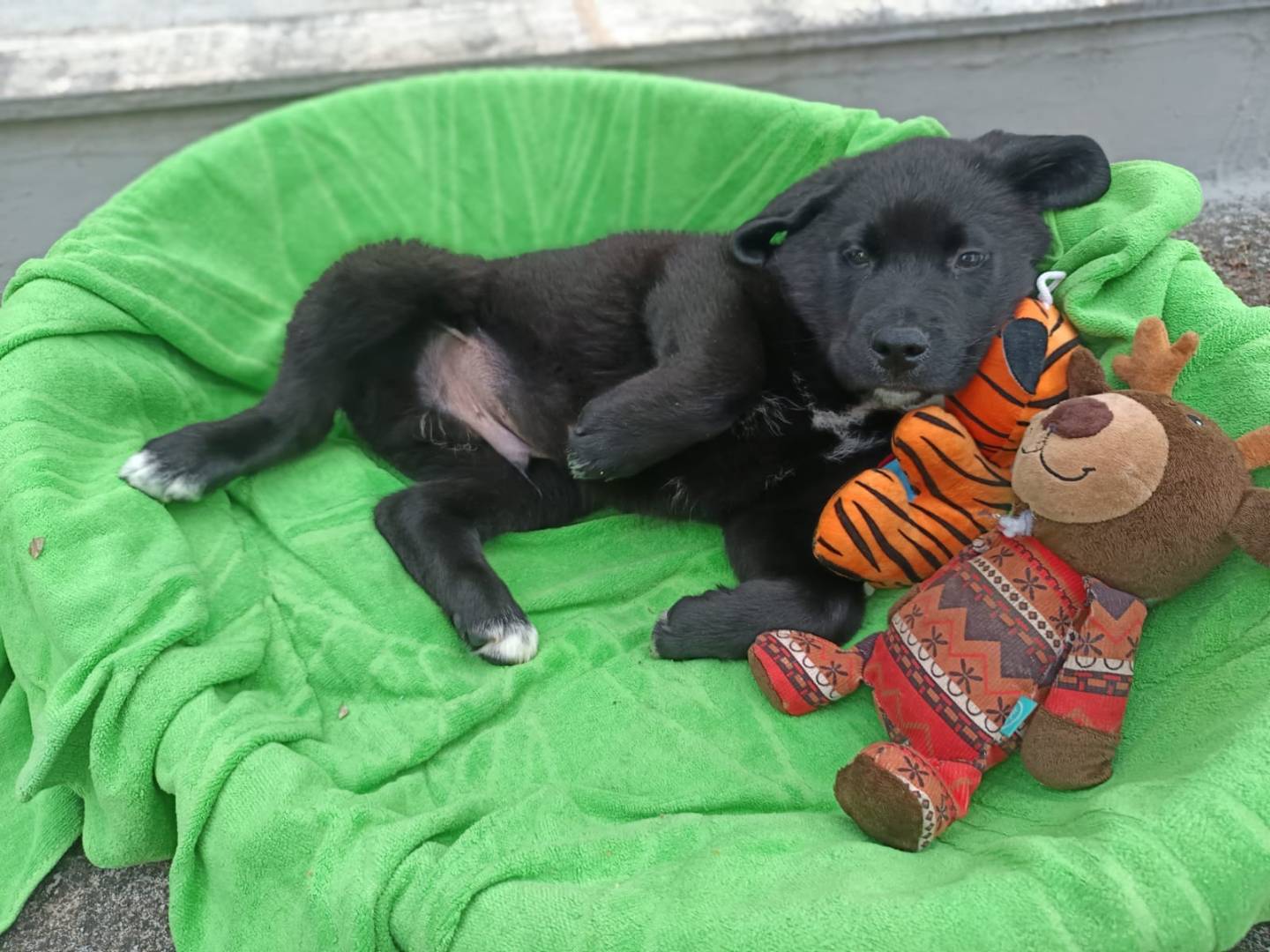 Adotta un cane, taglia grande, maschio, Bergamo