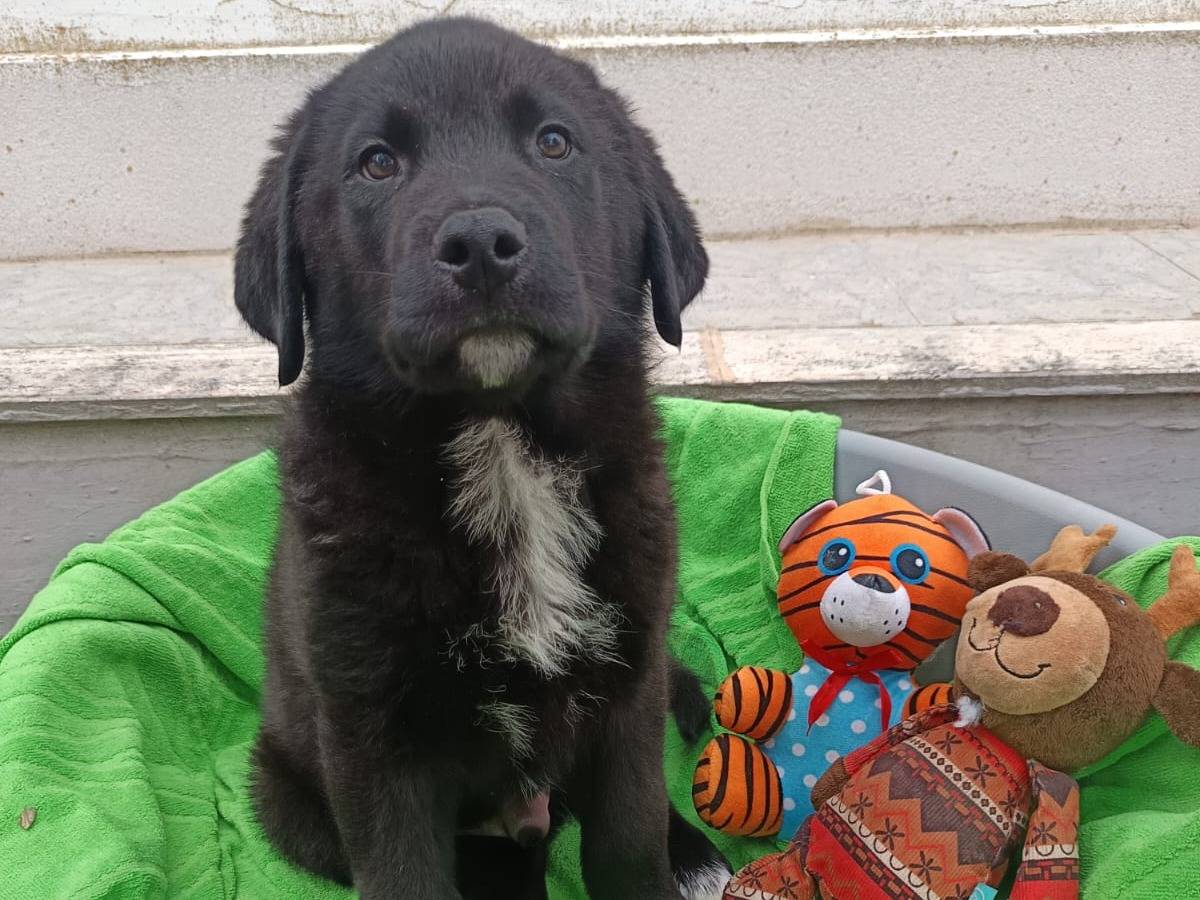 Adotta il cane Mirko a Bergamo