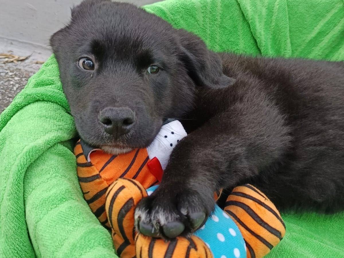 Adozione cane, maschio, Razza sconosciuta Razza sconosciuta, 3 mesi, taglia grande, Bergamo