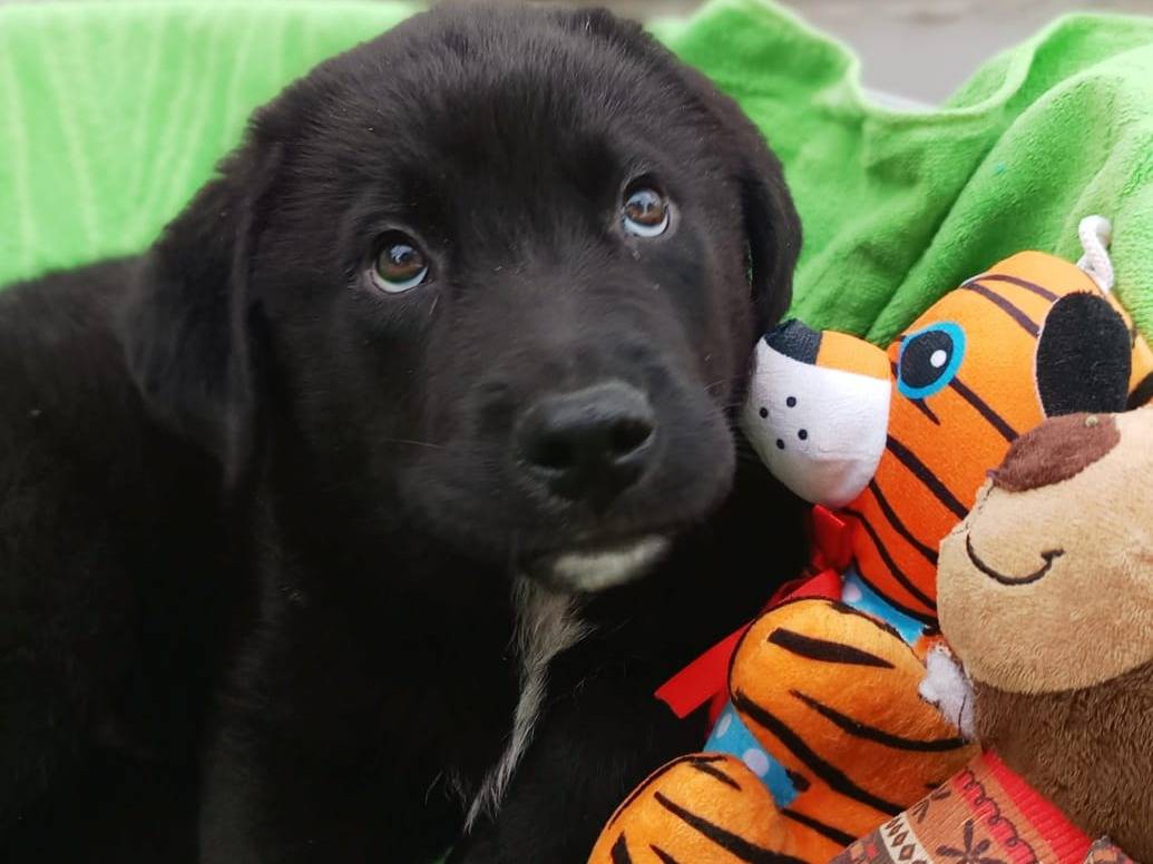 Vuoi adottare un cane a Bergamo?