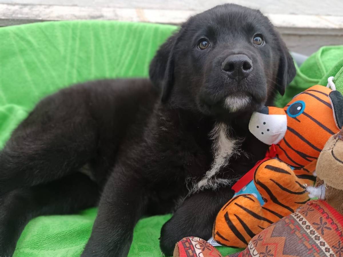 Adotta un cane, maschio, 3 mesi, Bergamo