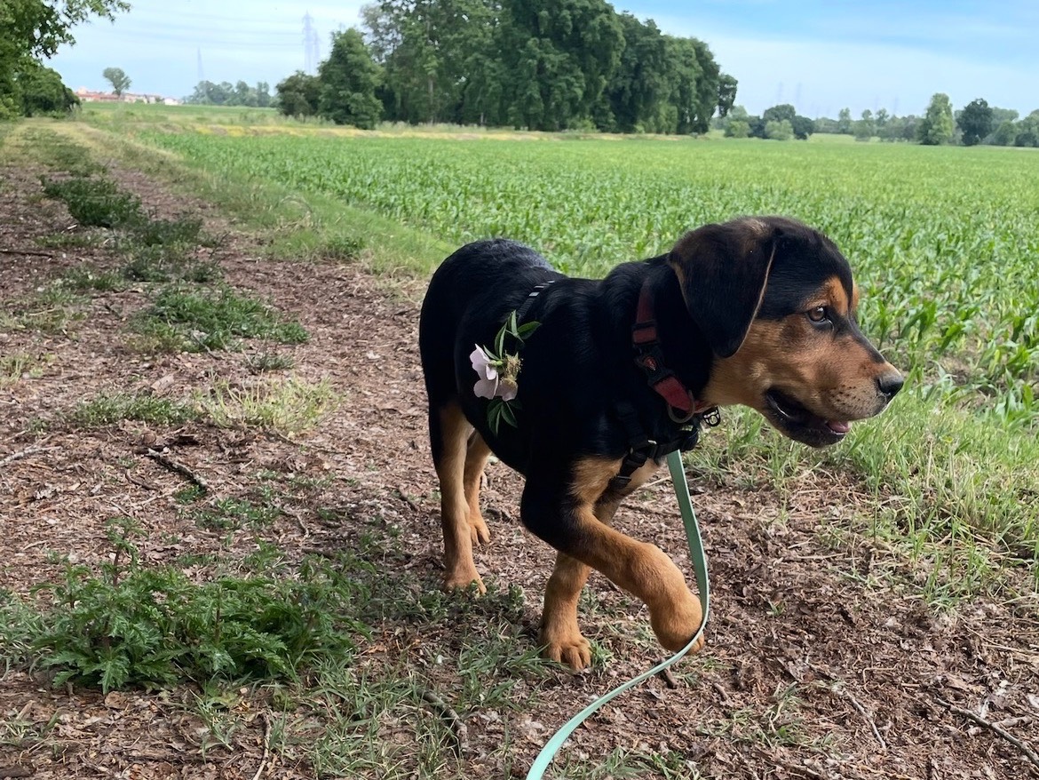 Adotta un cane, femmina, 3 mesi, Milano