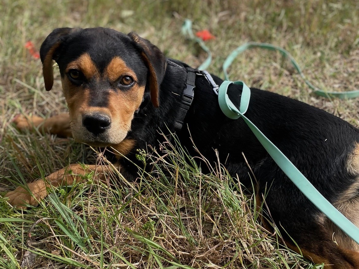 Adotta un cane, taglia media, femmina, Milano