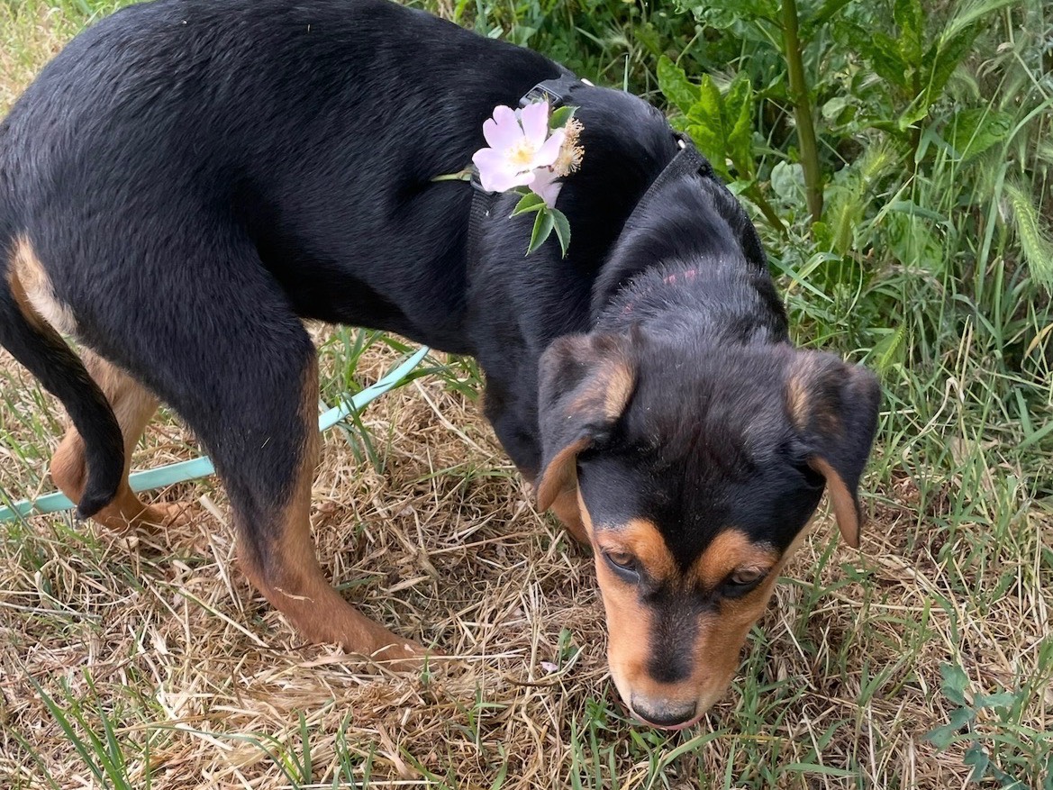 Vuoi adottare un cane a Milano?