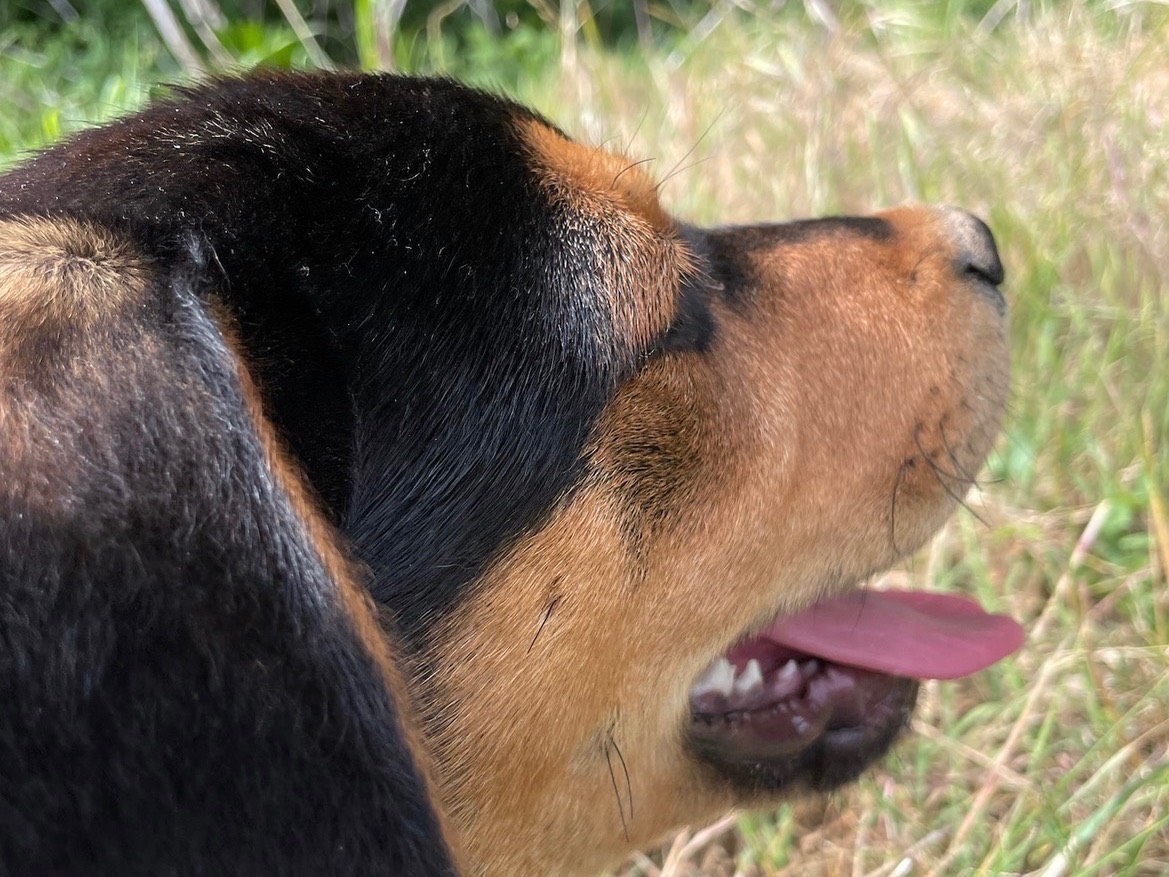 Adotta il cane Raja a Milano