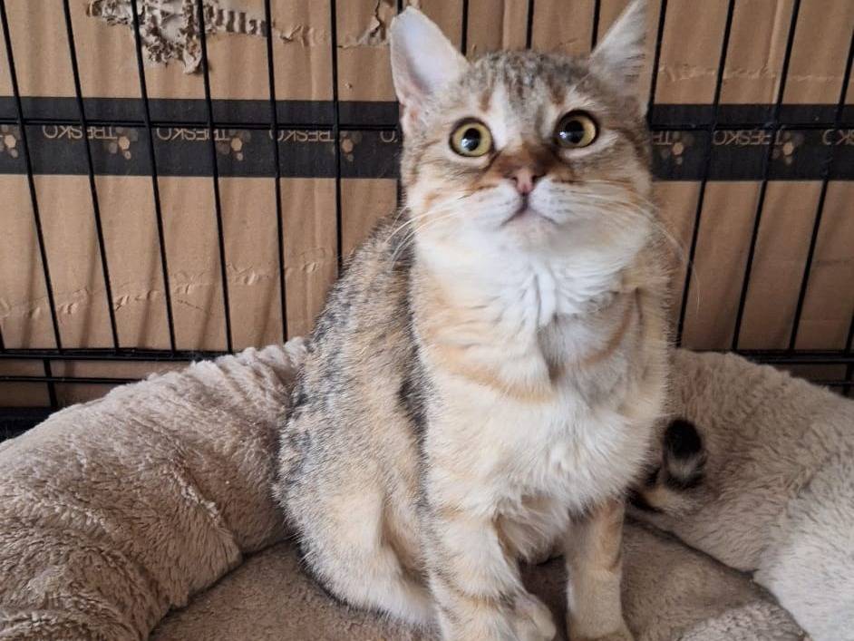 Adotta un gatto, taglia non valida, femmina, Milano
