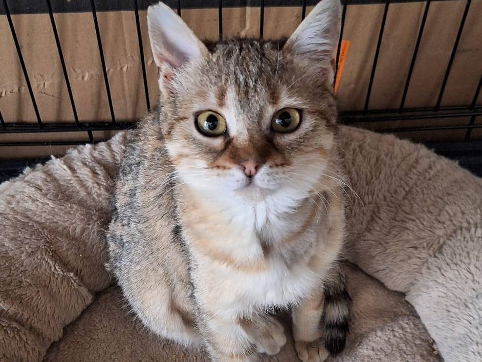 Vuoi adottare un gatto a Milano?