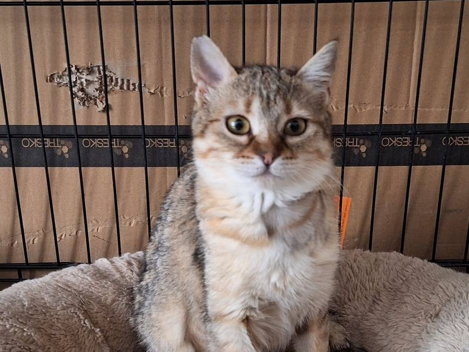 Adotta un gatto, femmina, 6 mesi, Milano