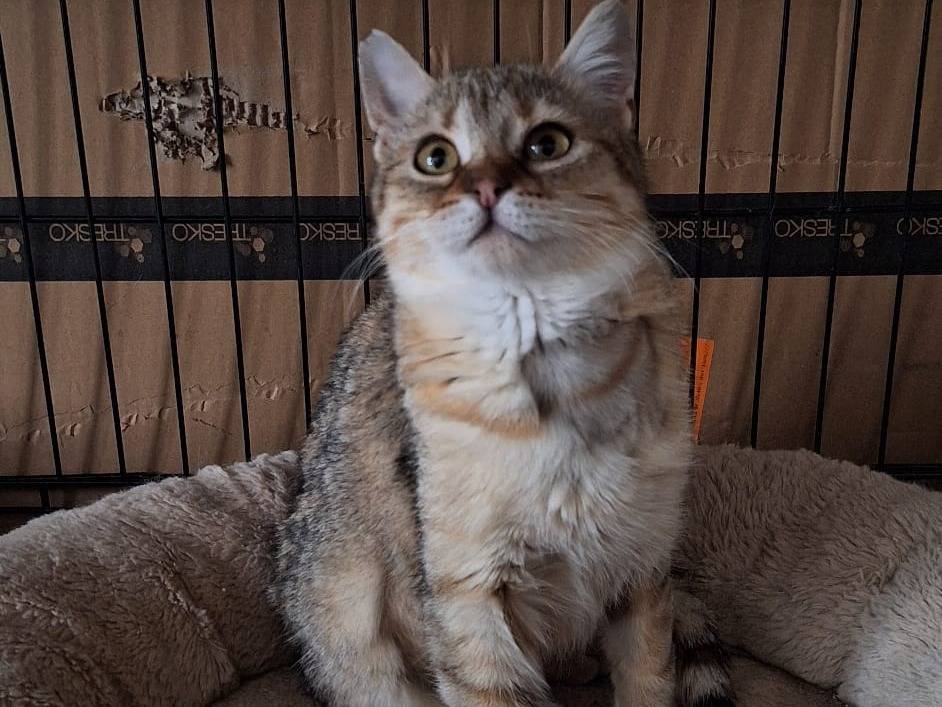 Adotta il gatto Daesy a Milano