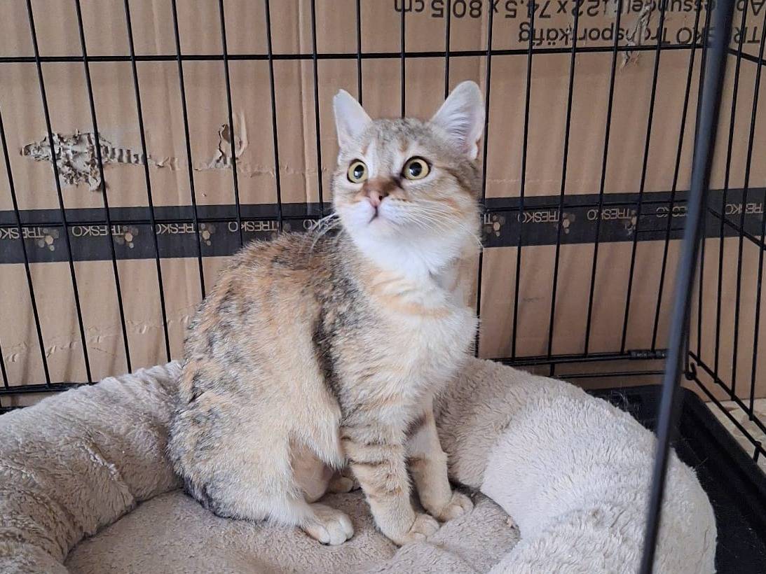 Adozione gatto, femmina, Razza sconosciuta Razza sconosciuta, 6 mesi, taglia non valida, Milano