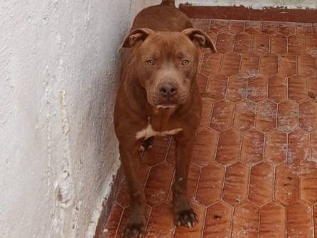 Adotta un cane, maschio, 2 anni, Milano