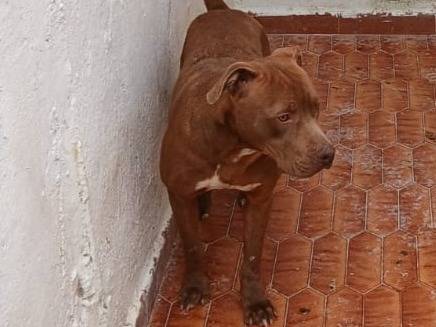 Adotta un cane, taglia media, maschio, Milano
