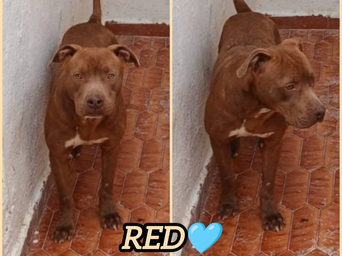 Adozione cane, maschio, Pitbull Razza sconosciuta, 2 anni, taglia media, Milano