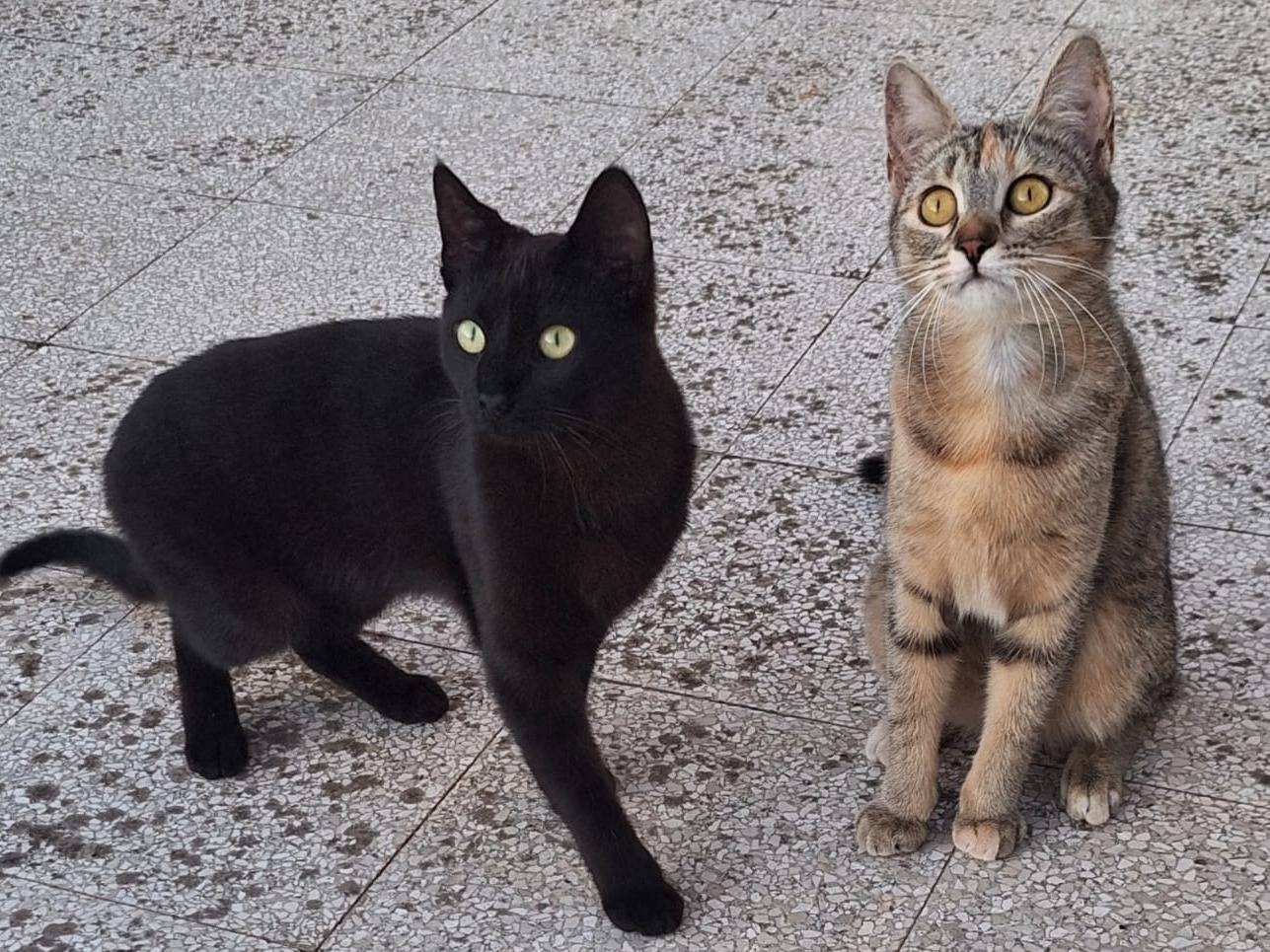 Adozione gatto, femmina, Razza sconosciuta Razza sconosciuta, 7 mesi, taglia non valida, Torino