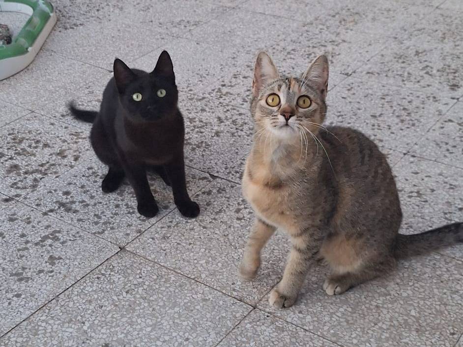 Vuoi adottare un gatto a Torino?