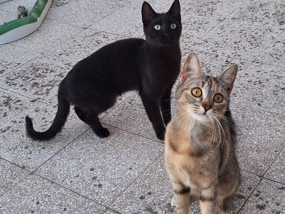 Adotta un gatto, taglia non valida, femmina, Torino