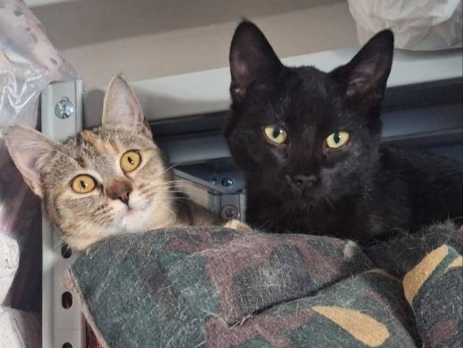Adotta un gatto, femmina, 7 mesi, Torino