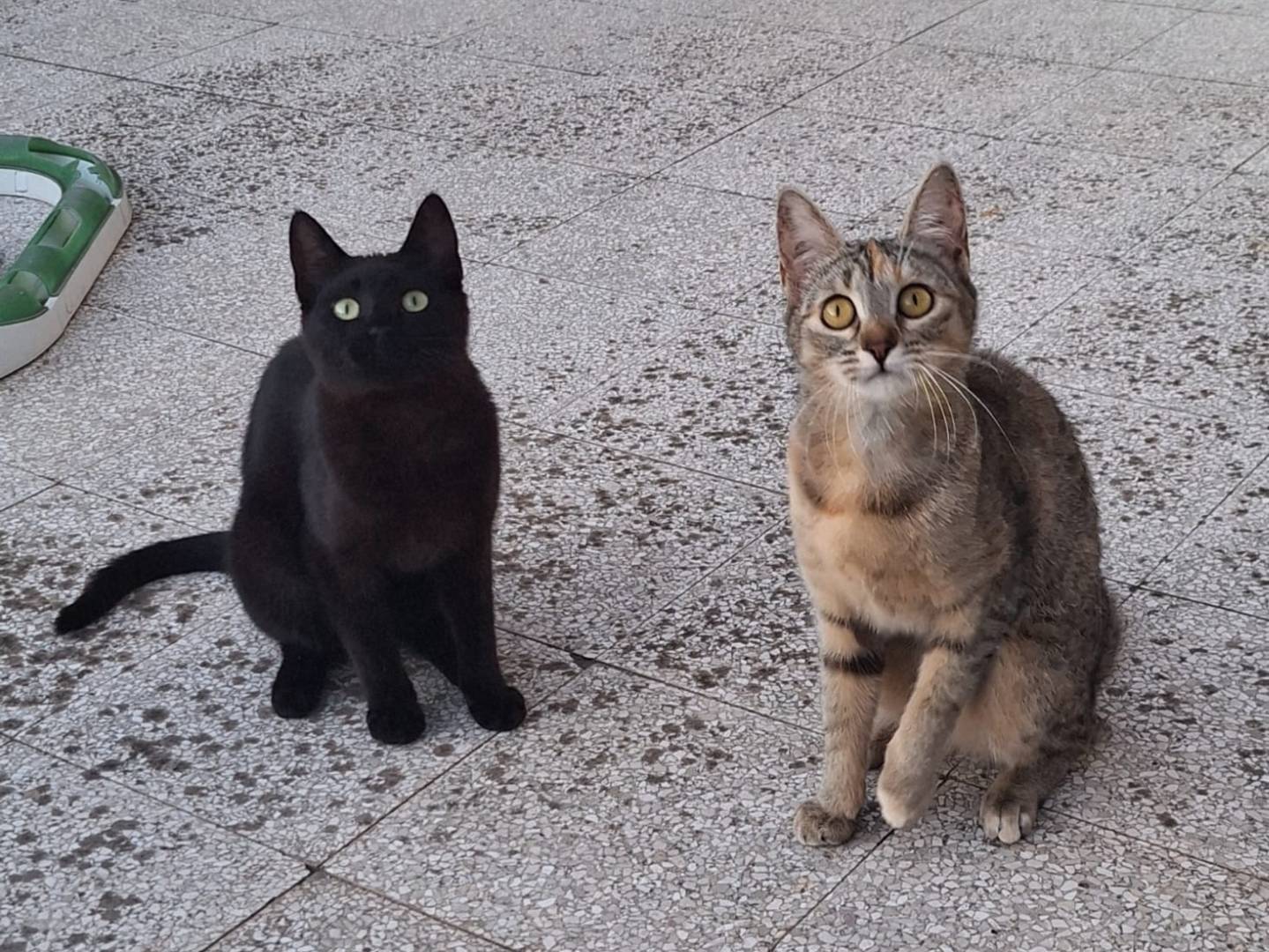 Adotta il gatto Mulan e Merida a Torino