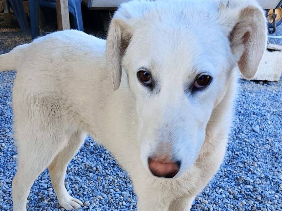 Adozione cane, femmina, Razza sconosciuta Razza sconosciuta, 6 mesi, taglia media contenuta, Crotone