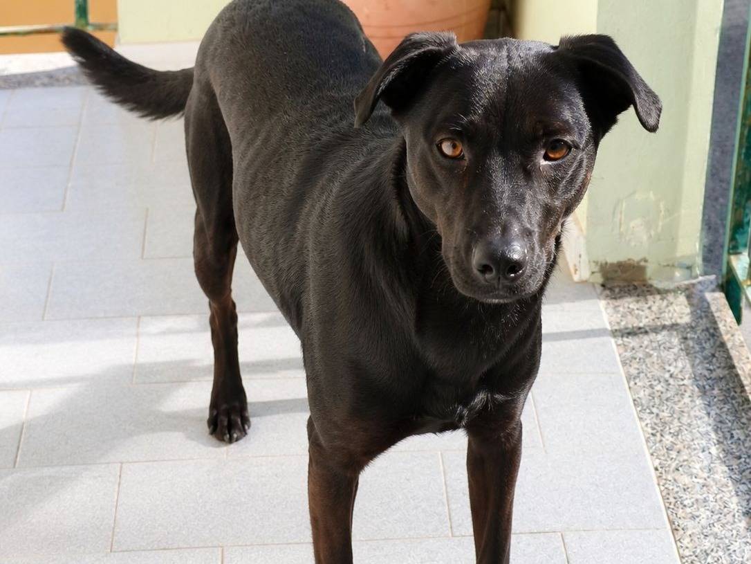 Adozione cane, maschio, Razza sconosciuta Razza sconosciuta, 1 anno e 1 mese, taglia piccola, Crotone