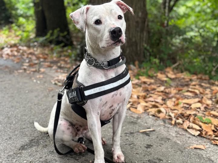 Adozione cane, femmina, Pitbull Razza sconosciuta, 4 anni e 4 mesi, taglia media, Genova