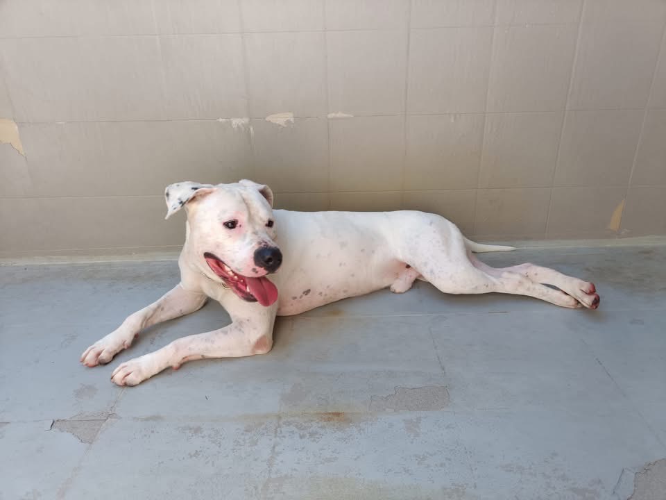 Adotta un cane, maschio, 3 anni, Genova