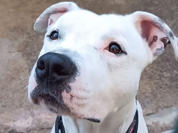 Adozione cane, maschio, Pitbull Razza sconosciuta, 4 anni e 4 mesi, taglia media, Genova