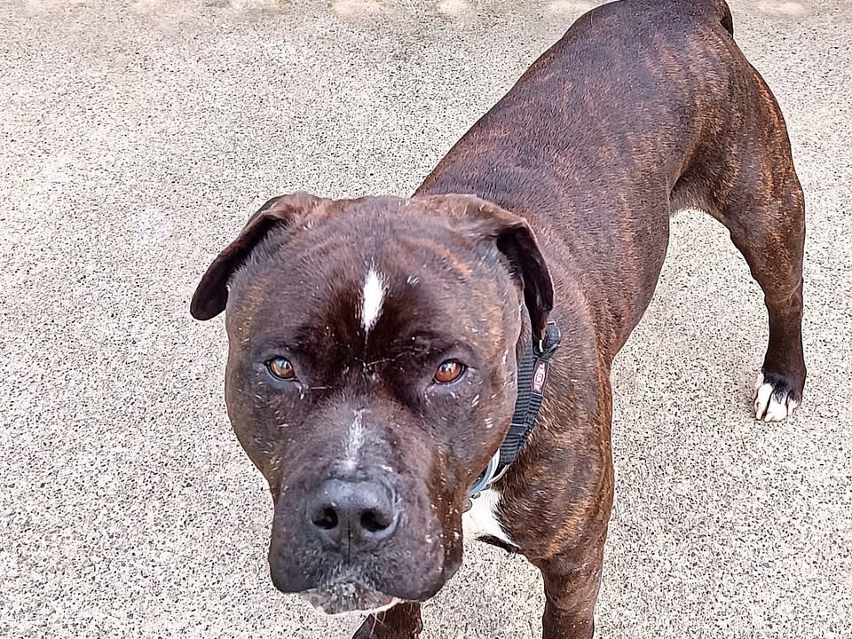 Adozione cane, maschio, Pitbull Razza sconosciuta, 6 anni e 11 mesi, taglia media, Genova