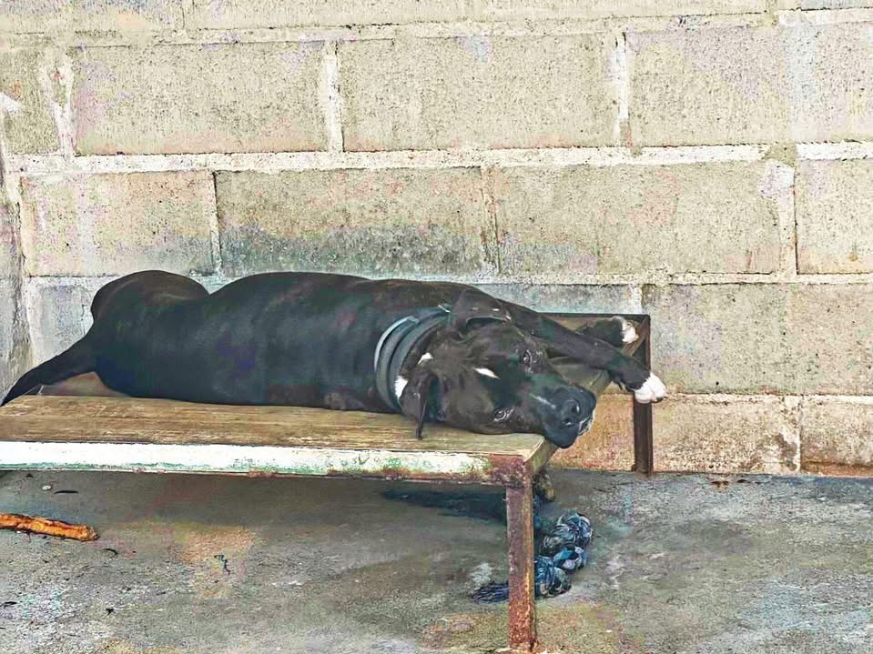 Adotta un cane, maschio, 6 anni e 11 mesi, Genova