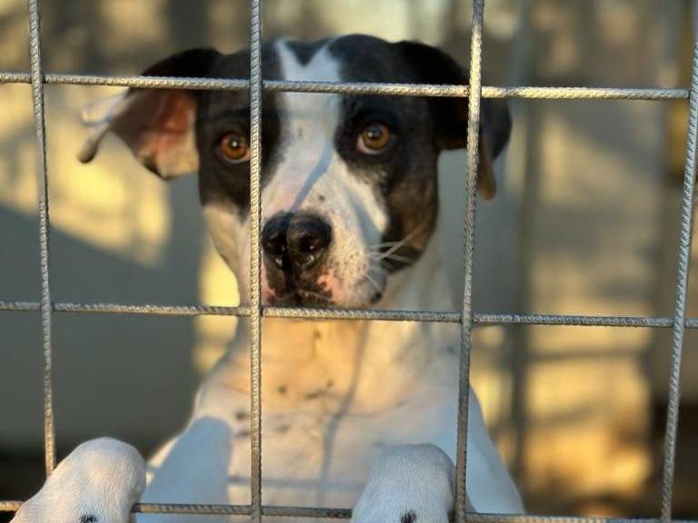 Adozione cane, femmina, Amstaff Razza sconosciuta, 6 anni e 3 mesi, taglia grande, Salerno