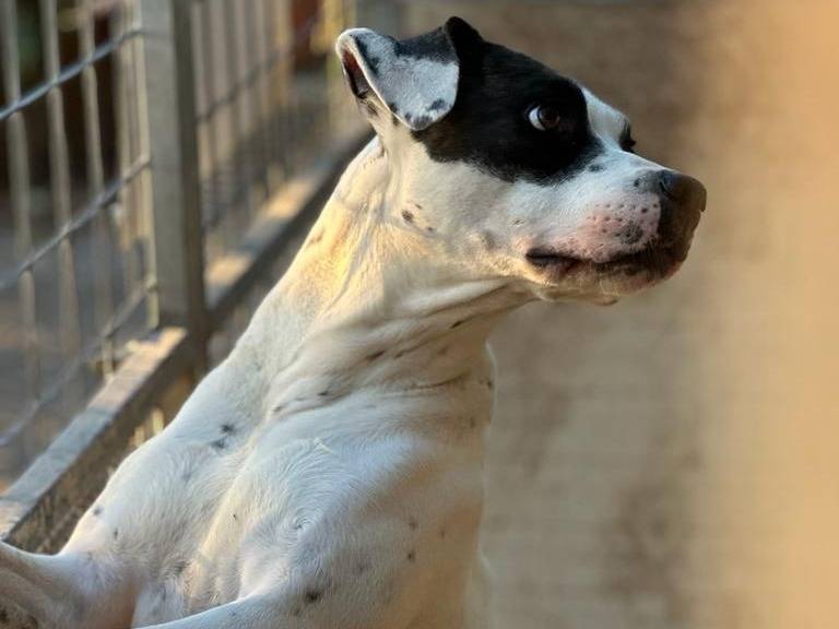 Vuoi adottare un cane a Salerno?