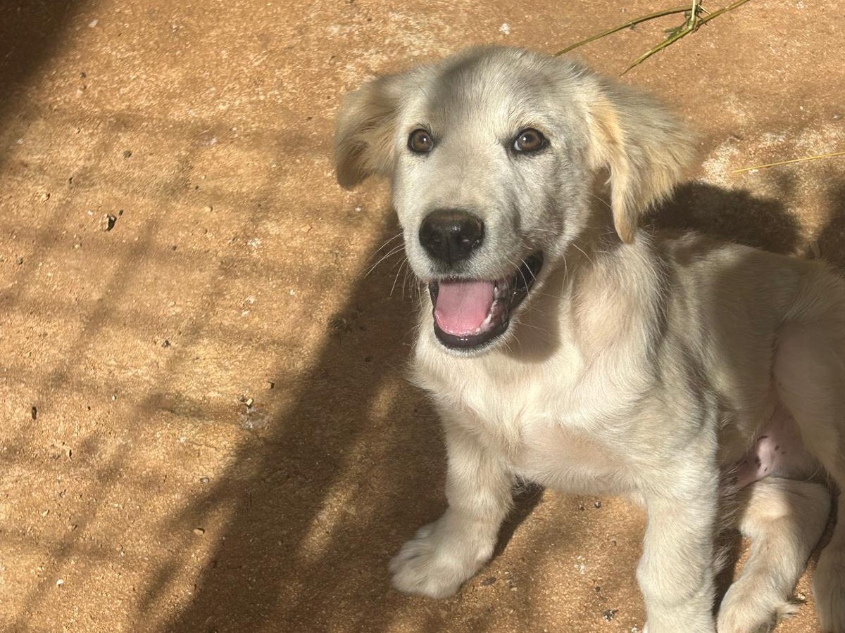 Adozione cane, maschio, Razza sconosciuta Razza sconosciuta, 5 mesi, taglia grande, Trapani